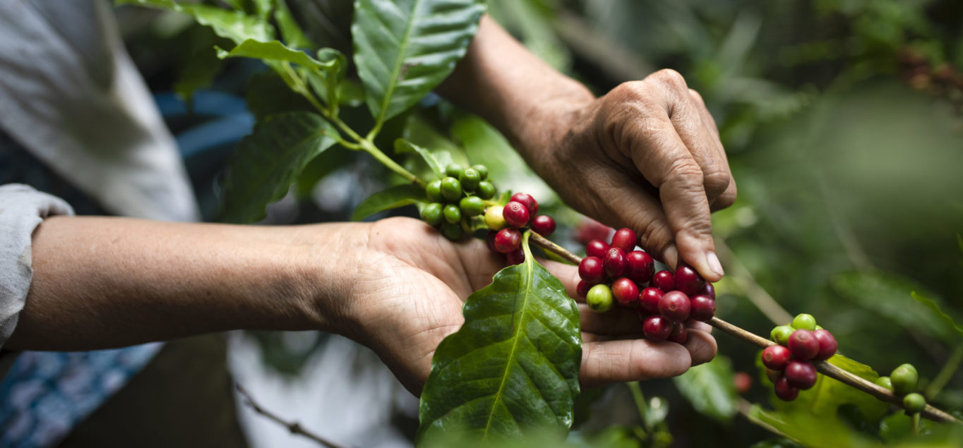 Peru coffee