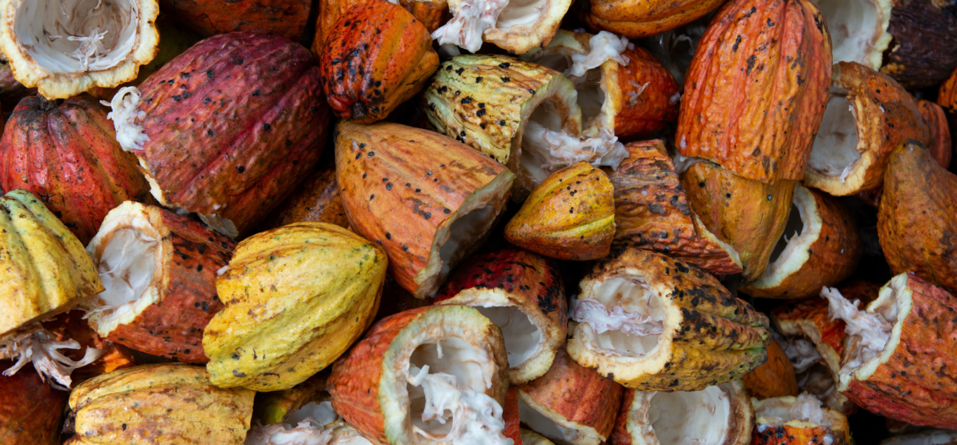 Ghana cocoa