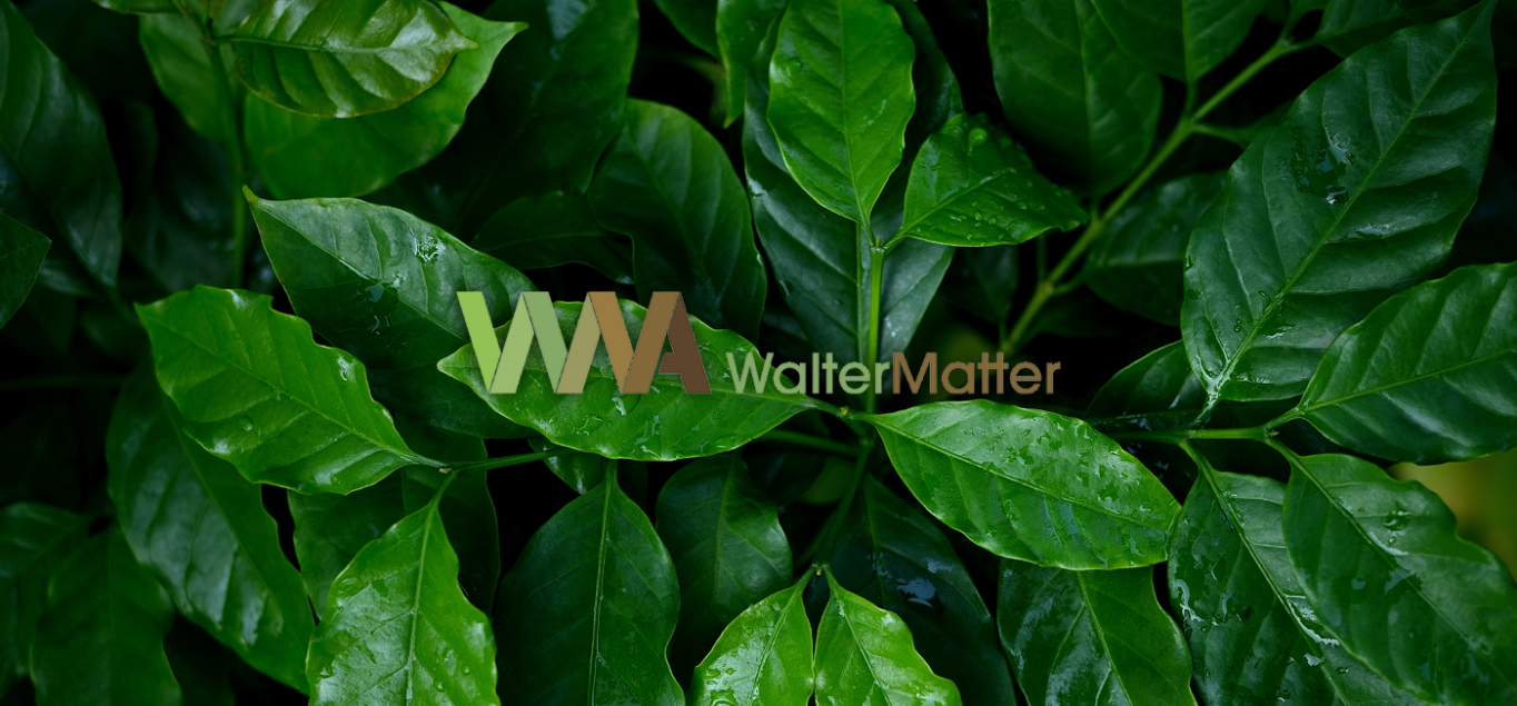 Walter Matter